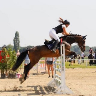 LAND & FORST Rahmenprogramm Pferde LAND & FORST Rahmenprogramm Pferde